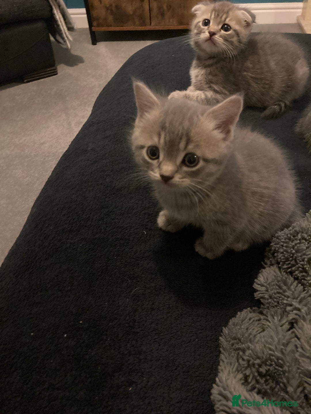 Scottish Fold cats for sale: Beautiful Scottish fold kittens - Image 33