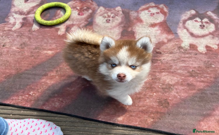 Pomsky dogs - Advert 2