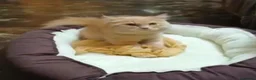 Mixed Breed cats for sale: Lillyput - Advert 2
