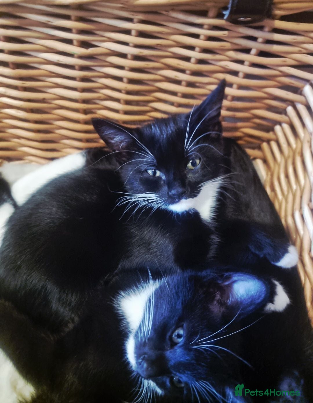 Mixed Breed cats Russian Blue mixed kittens - Advert 1