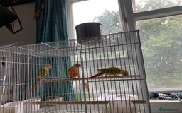 Conures birds for sale: Pineapple conure needs rehome. - Image 2