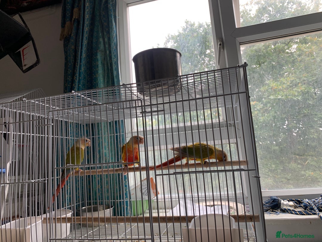 Conures birds for sale: Pineapple conure needs rehome. - Image 2
