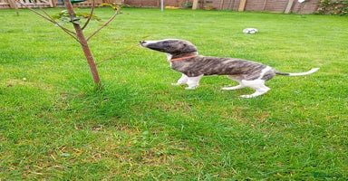 Whippet dogs - Advert 3