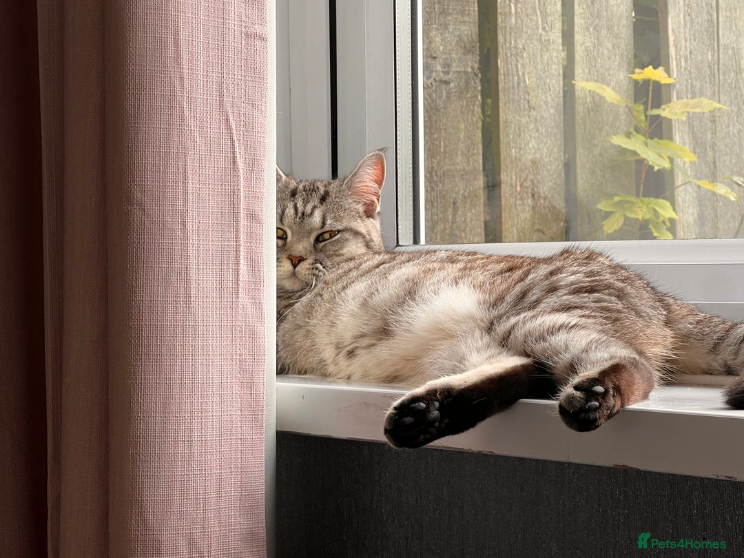 British Shorthair cats for sale: British Shorthair X  - Image 4