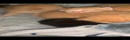 Mixed Breed cats for sale: Domestic long hair cross sphynx  in Blackburn - Advert 12