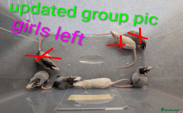 Rat rodents - Advert 13