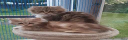 Siberian cats for sale: Adorable Siberian Kittens - Advert 3