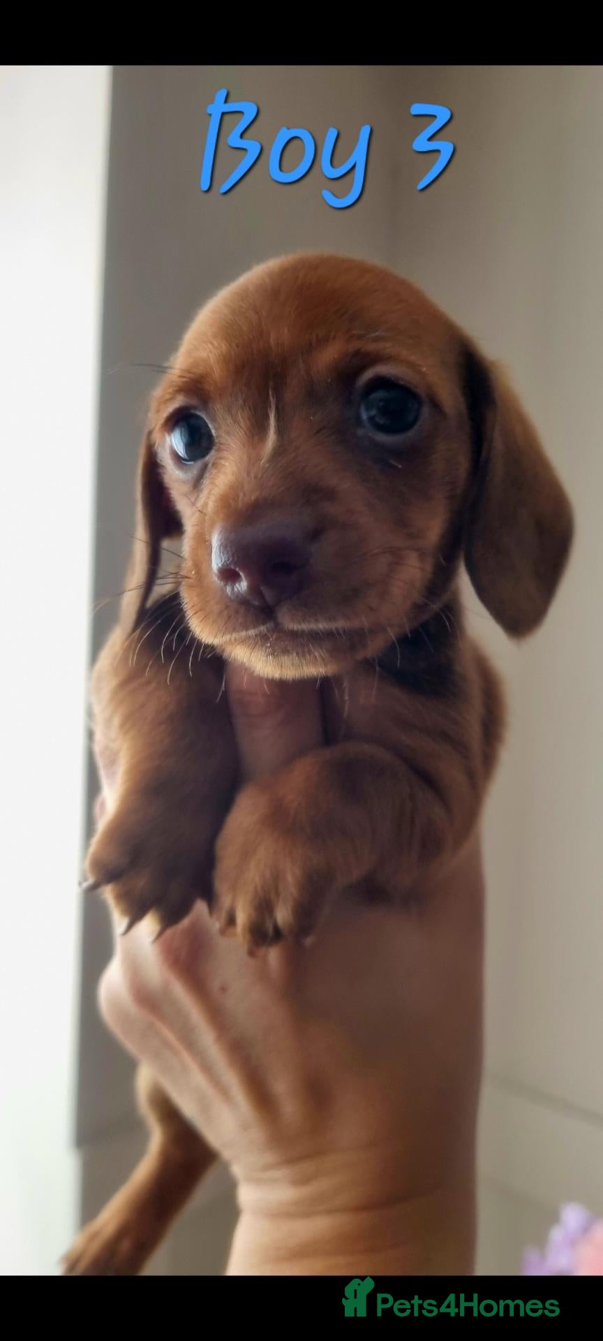 Miniature Dachshund dogs Beautiful Minature (kinachen) dachshund boys - Advert 4