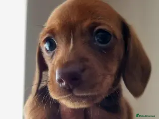 Miniature Dachshund dogs Beautiful Minature (kinachen) dachshund boys - Advert 1
