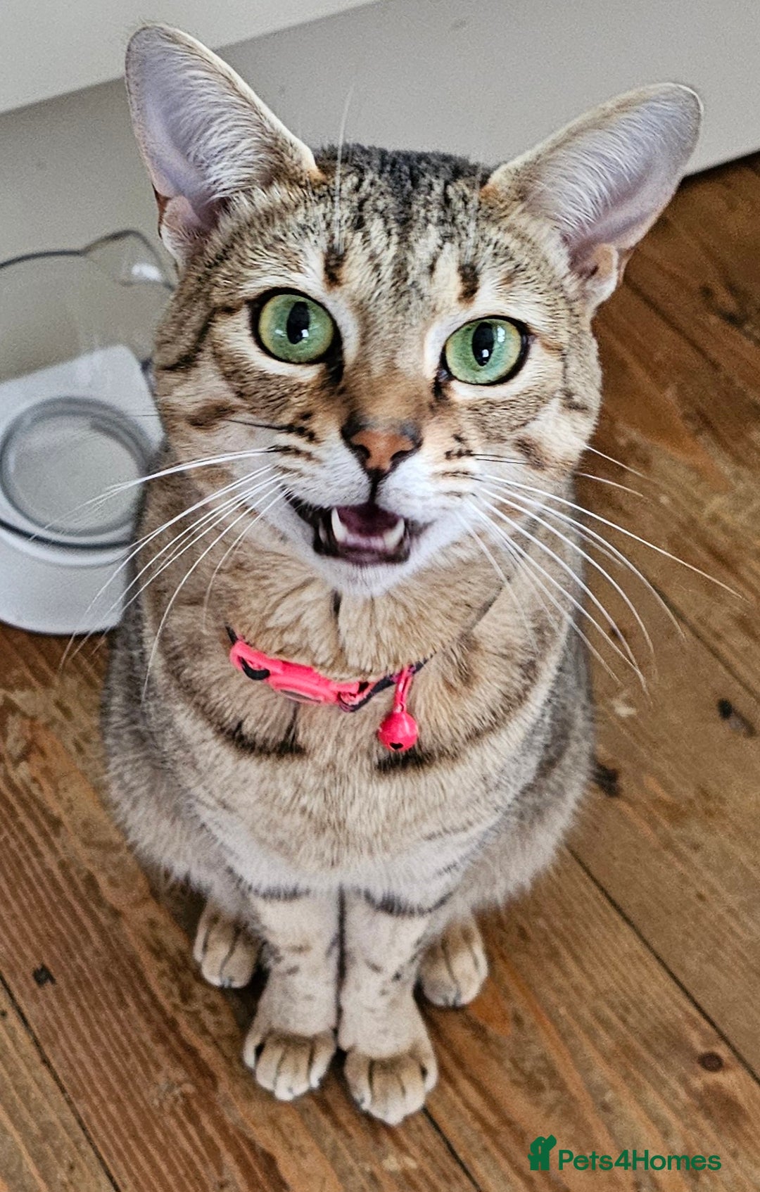 Savannah cats for sale: Beautiful Savannah F4 registered  - Image 7