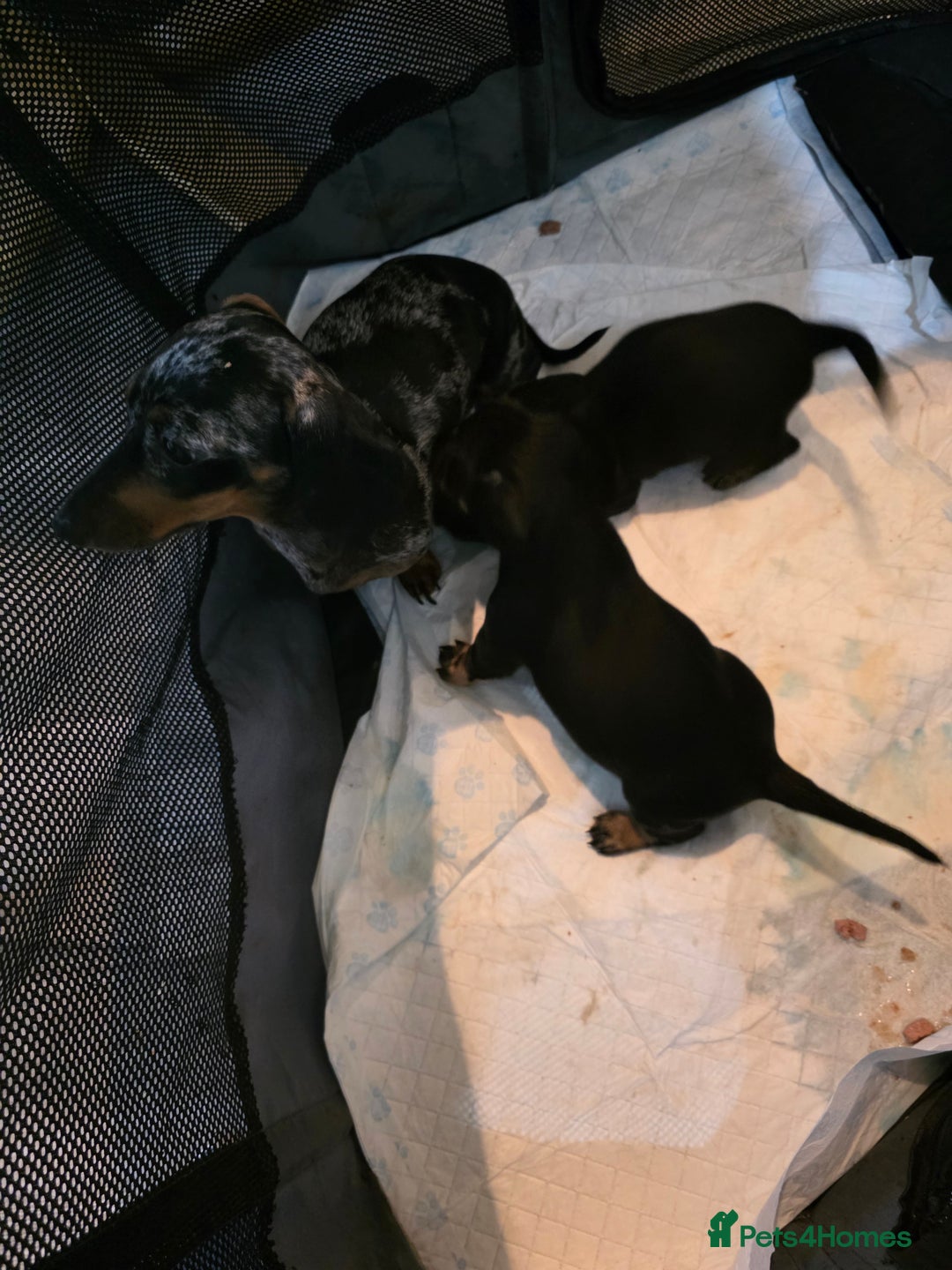 Mixed Breed dogs for sale: Dachshund x terrier puppys - Image 9