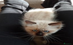 Ragdoll cats for sale: Purebred Ragdolls - Image 8