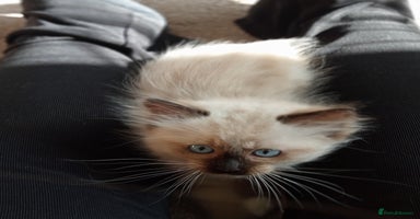 Ragdoll cats - Advert 5