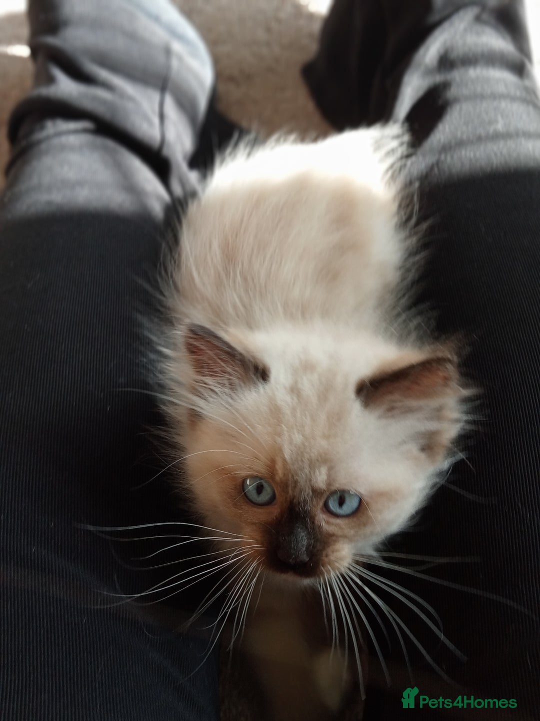 Ragdoll cats for sale: Purebred Ragdolls - Image 8