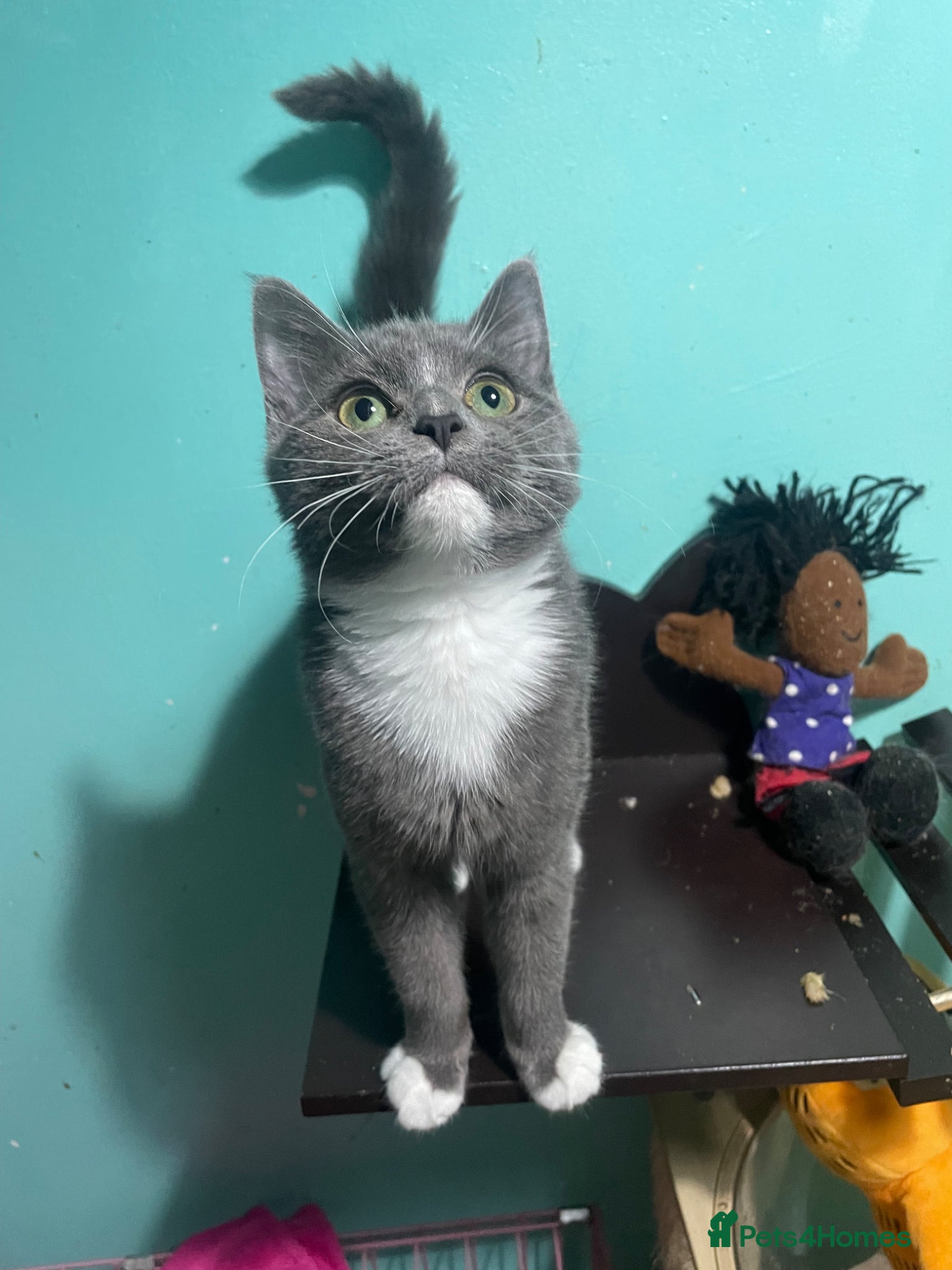 Mixed Breed cats BSH X MALE - Advert 7