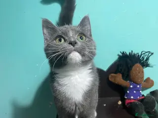 Mixed Breed cats BSH X MALE - Advert 7