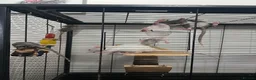 Rat rodents for sale: Baby rats  - Advert 5