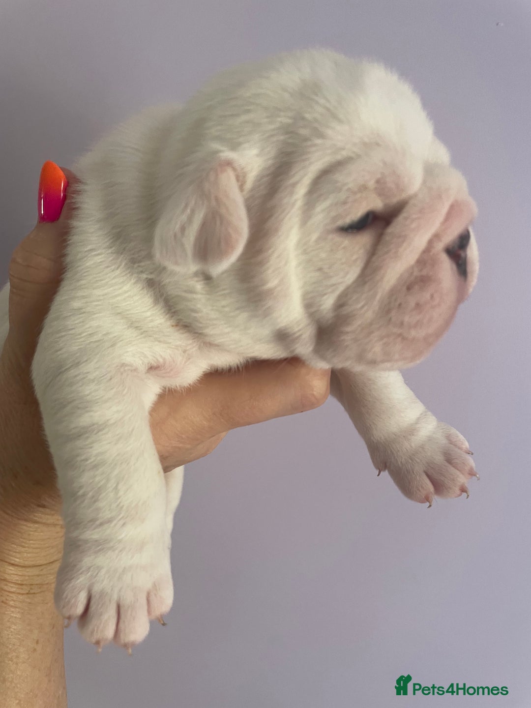 English Bulldog dogs for sale: 4 KC English Bulldog Puppies  - Image 24