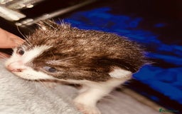 Domestic Shorthair cats for sale: Adorable Kittens! 🐾 - Image 5