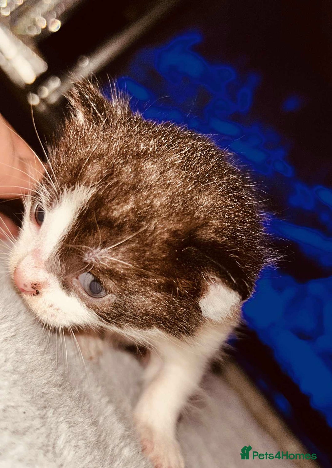 Domestic Shorthair cats for sale: Adorable Kittens! 🐾 - Image 5