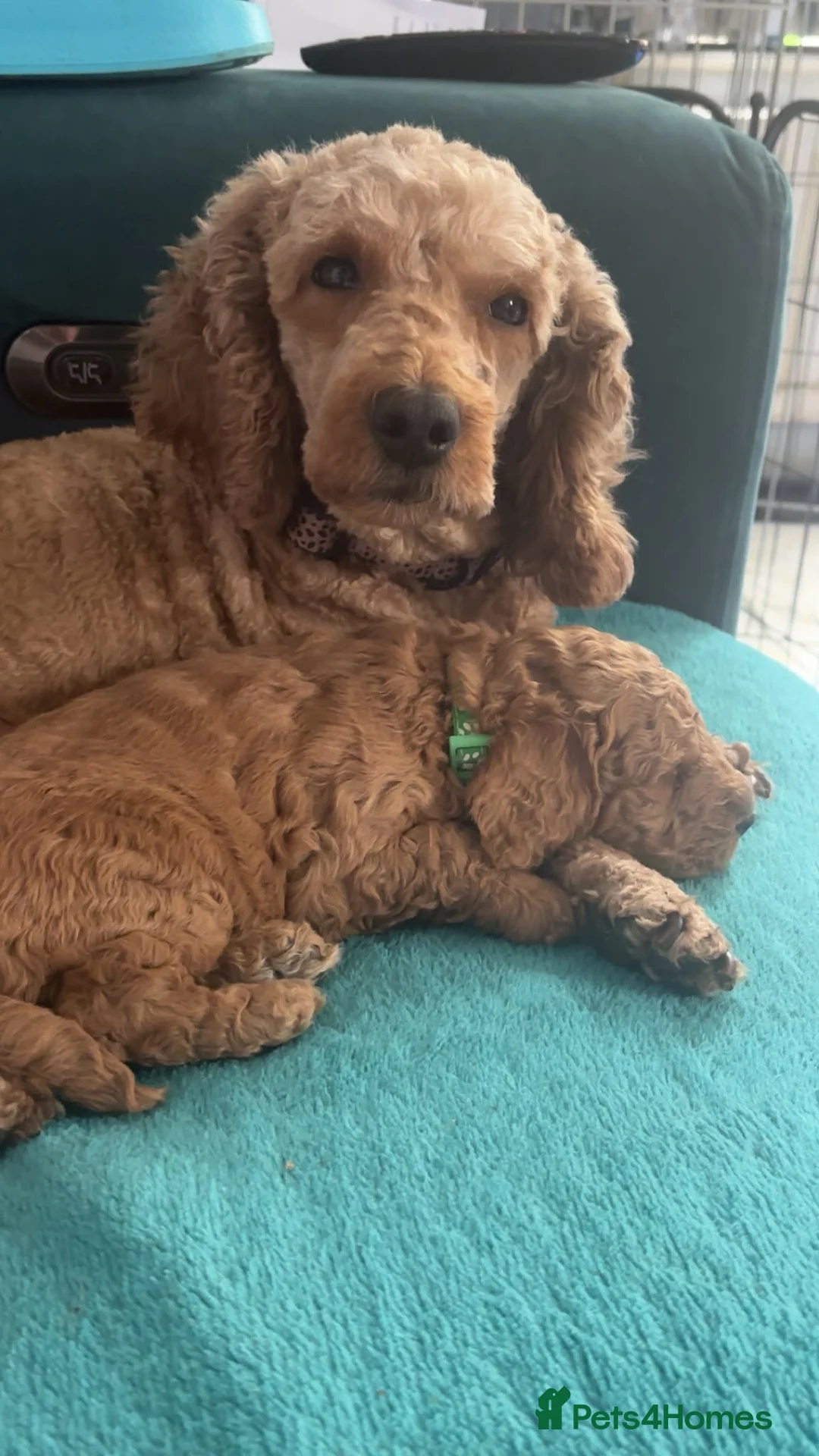 Cockapoo dogs for sale: ***BEAUTIFUL F2 COCKAPOOS*** in Bingley - Advert 1