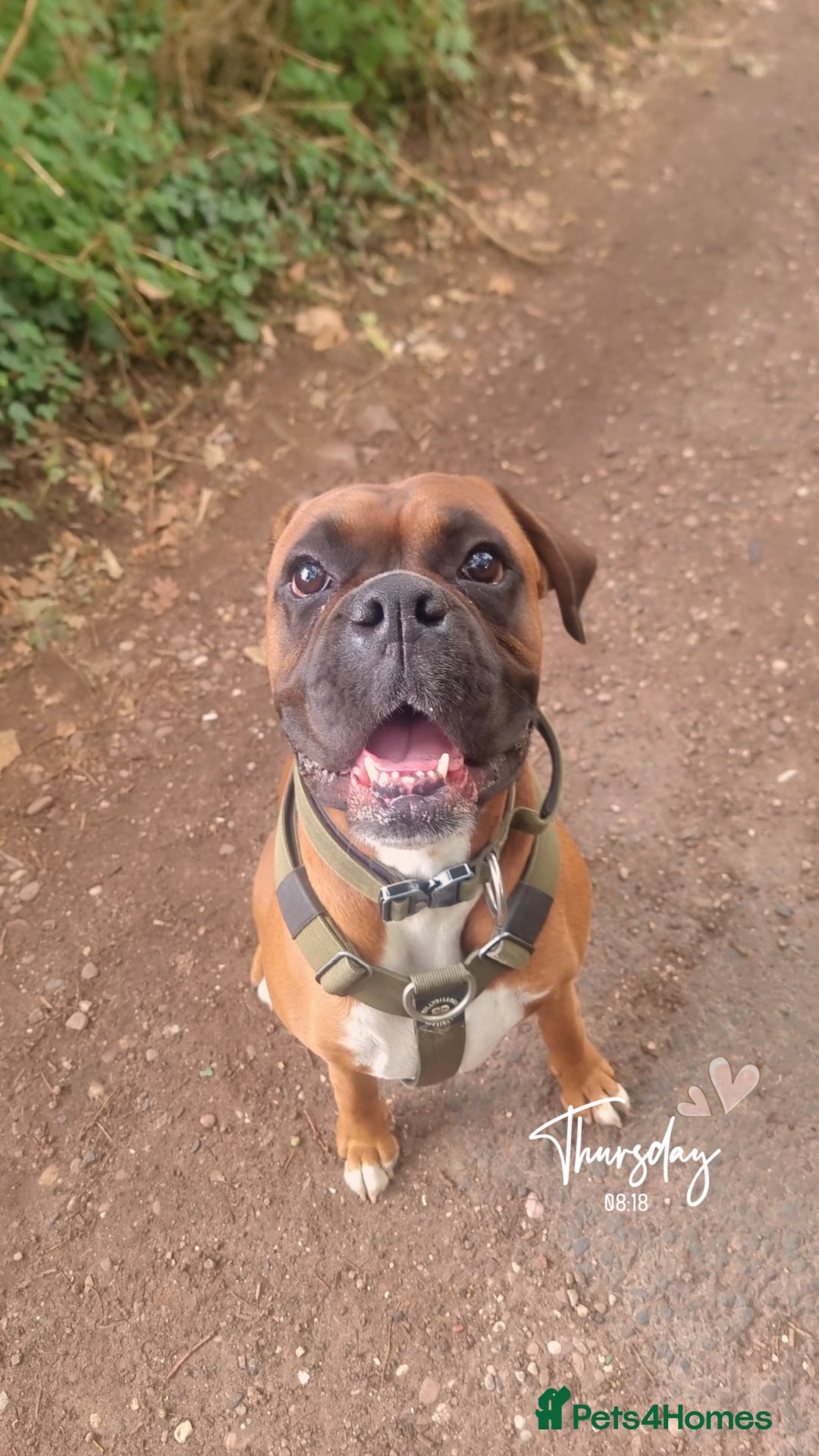 Boxer dogs for stud: Male boxer aged 2 ready for stud duties 🥰 - Advert 7