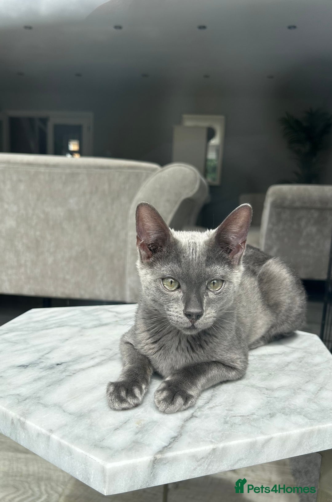 Bengal cats for sale: Two adorable Blue/Melanistic Bengal Kittens TICA  in Benfleet - Image 12
