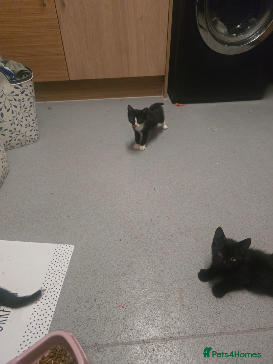 Mixed Breed cats for sale: Kittens for sale - Image 5