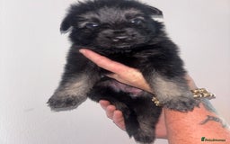 German Shepherd dogs for sale: Beautiful German Shepard puppies - Image 11