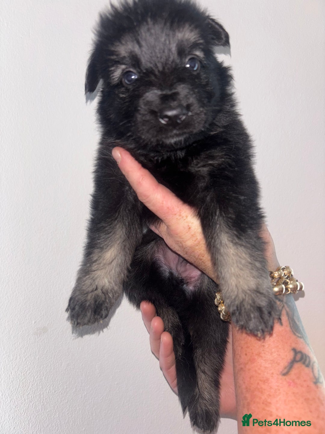 German Shepherd dogs for sale: Beautiful German Shepard puppies - Image 11