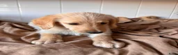 Labradoodle dogs for sale: 🐾 Beautiful Labradoodle Puppies 🐾 - Advert 2