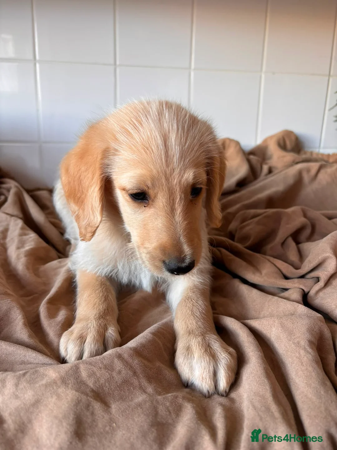 Labradoodle dogs for sale: 🐾 Beautiful Labradoodle Puppies 🐾 - Advert 2