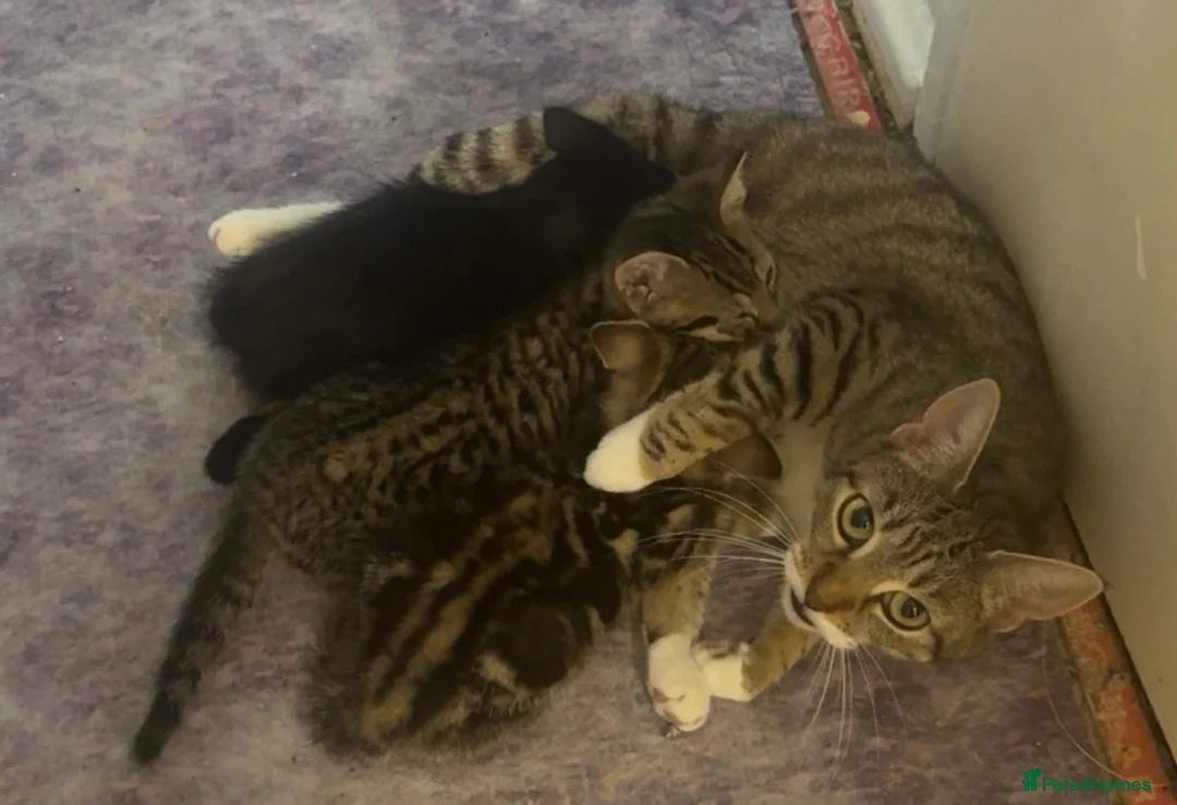 Mixed Breed cats for sale: 3 beautiful kittens looking for there new home  - Advert 1