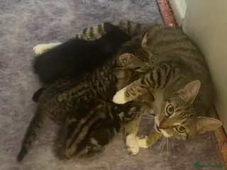 Mixed Breed cats 3 beautiful kittens looking for there new home - Advert 8