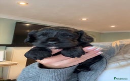 Cavapoo dogs for sale: F1 Beautiful Black Boy - Image 8