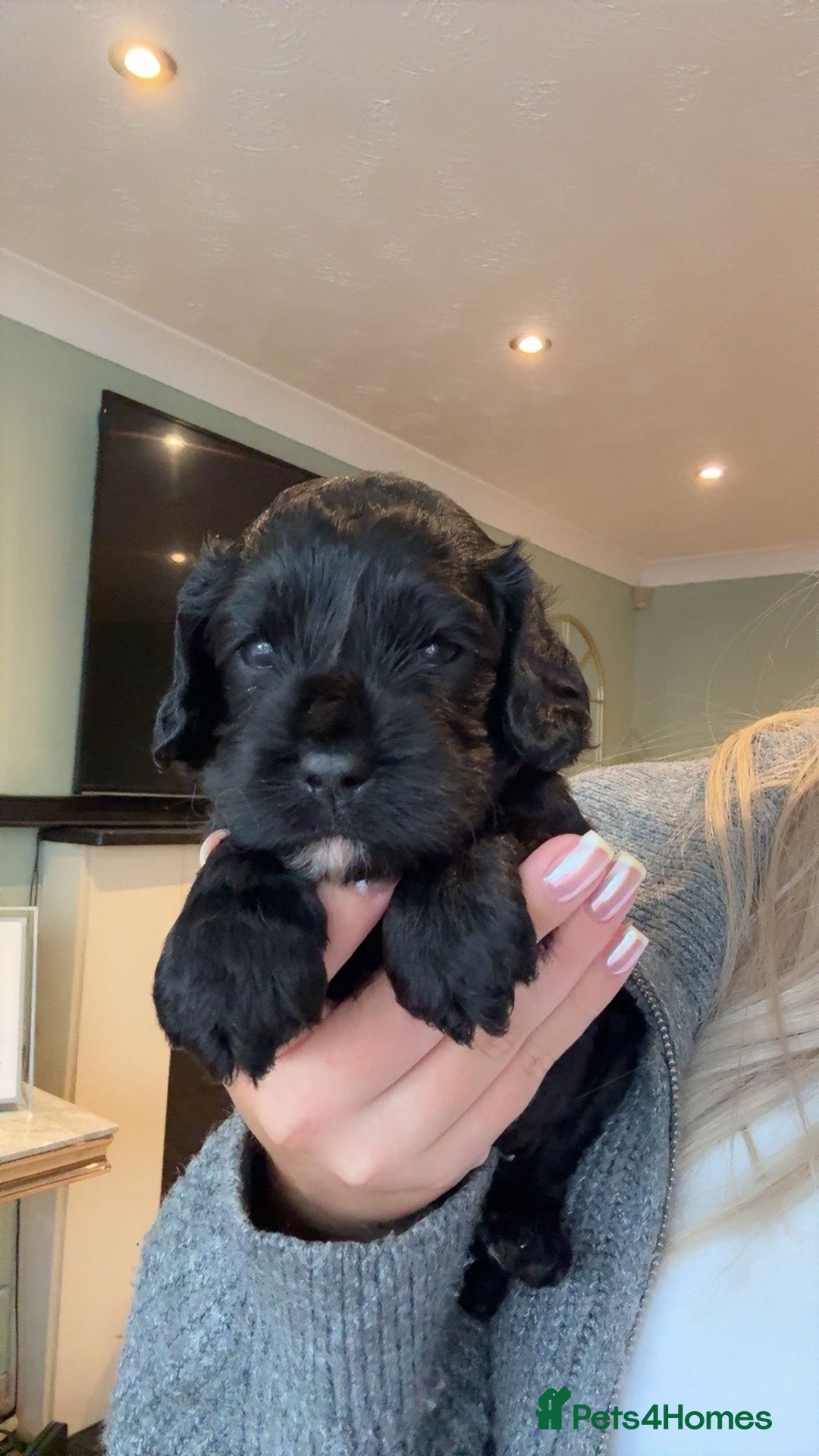 Cavapoo dogs for sale: F1 Beautiful Black Boy - Image 8