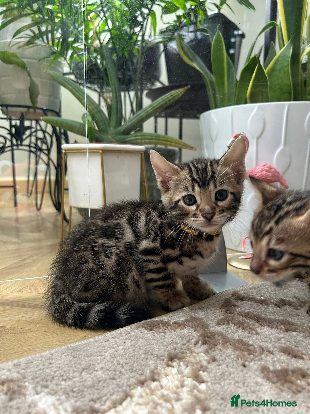 Bengal cats for sale: Gorgeous Pure Bengal Kittens Ready To Go! ❤️ - Image 16