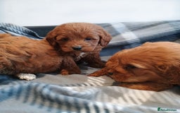 Cockapoo dogs for sale: Cockapoo  - Image 3