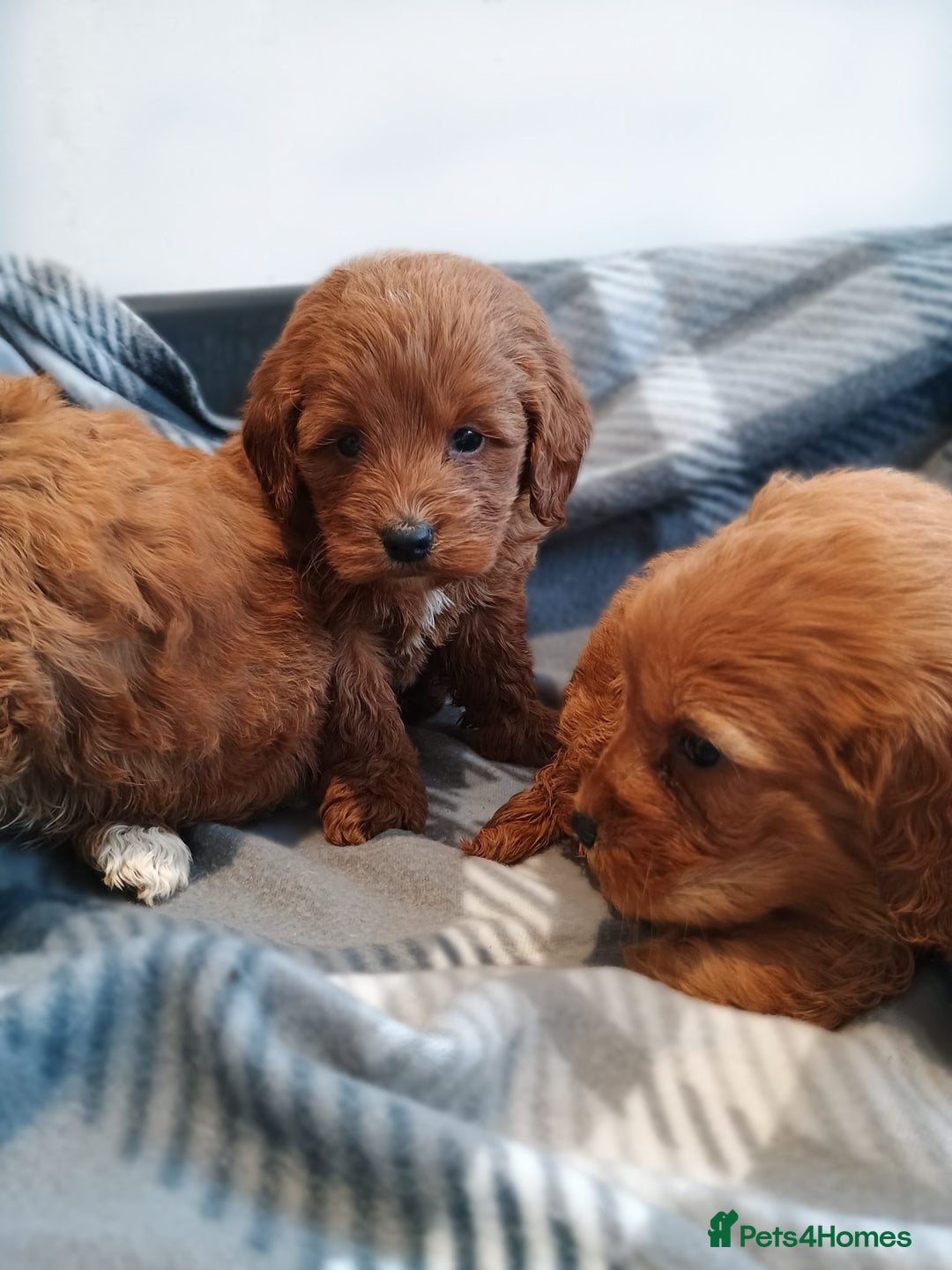 Cockapoo dogs for sale: Cockapoo  - Image 3