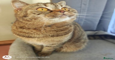 British Shorthair cats British Shorthair and Longhair  GCCF registered  - Advert 8