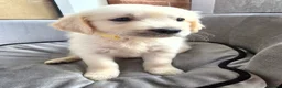 Golden Retriever dogs for sale: Cream Male Golden Retrievers - Advert 7