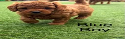 Cavapoo dogs for sale: Backcrossed/ F1b cavapoo - Advert 10