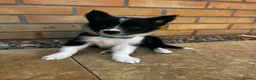 Border Collie dogs for sale: 2 Beautiful collies left ready to leave - Advert 21