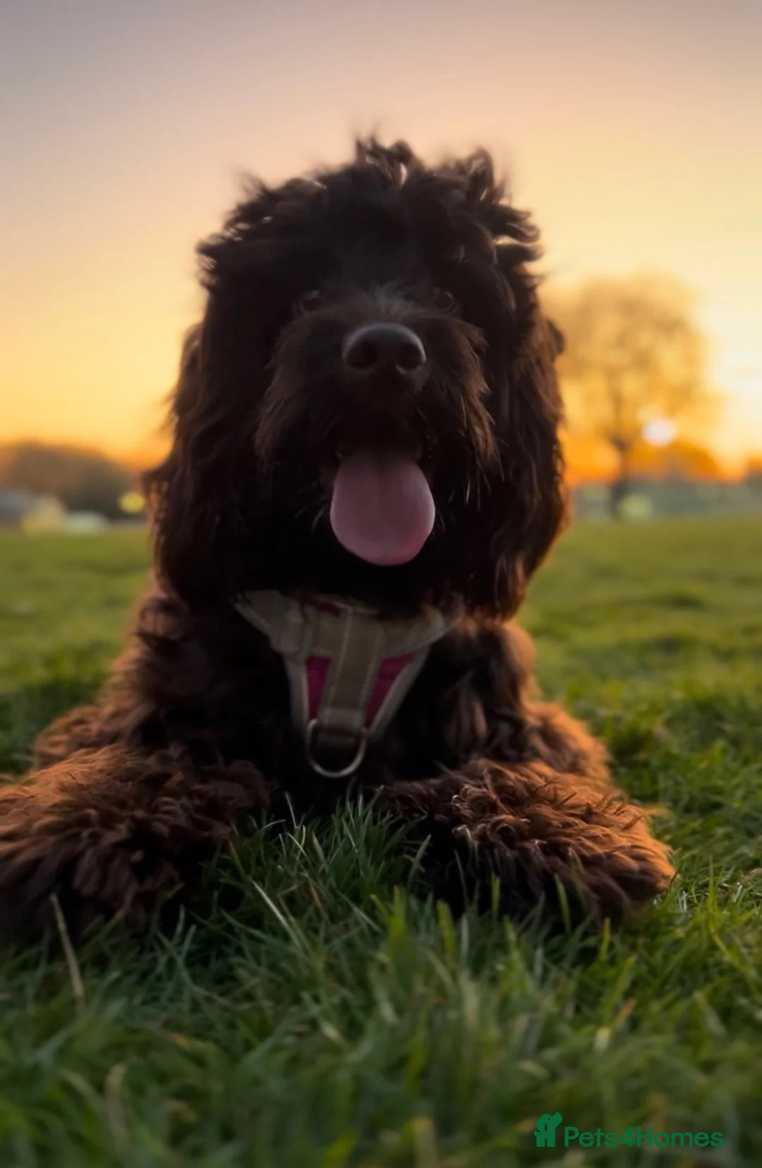 Mixed Breed dogs for sale: 2 beautiful sprockerpoos🩷💙 - Advert 3