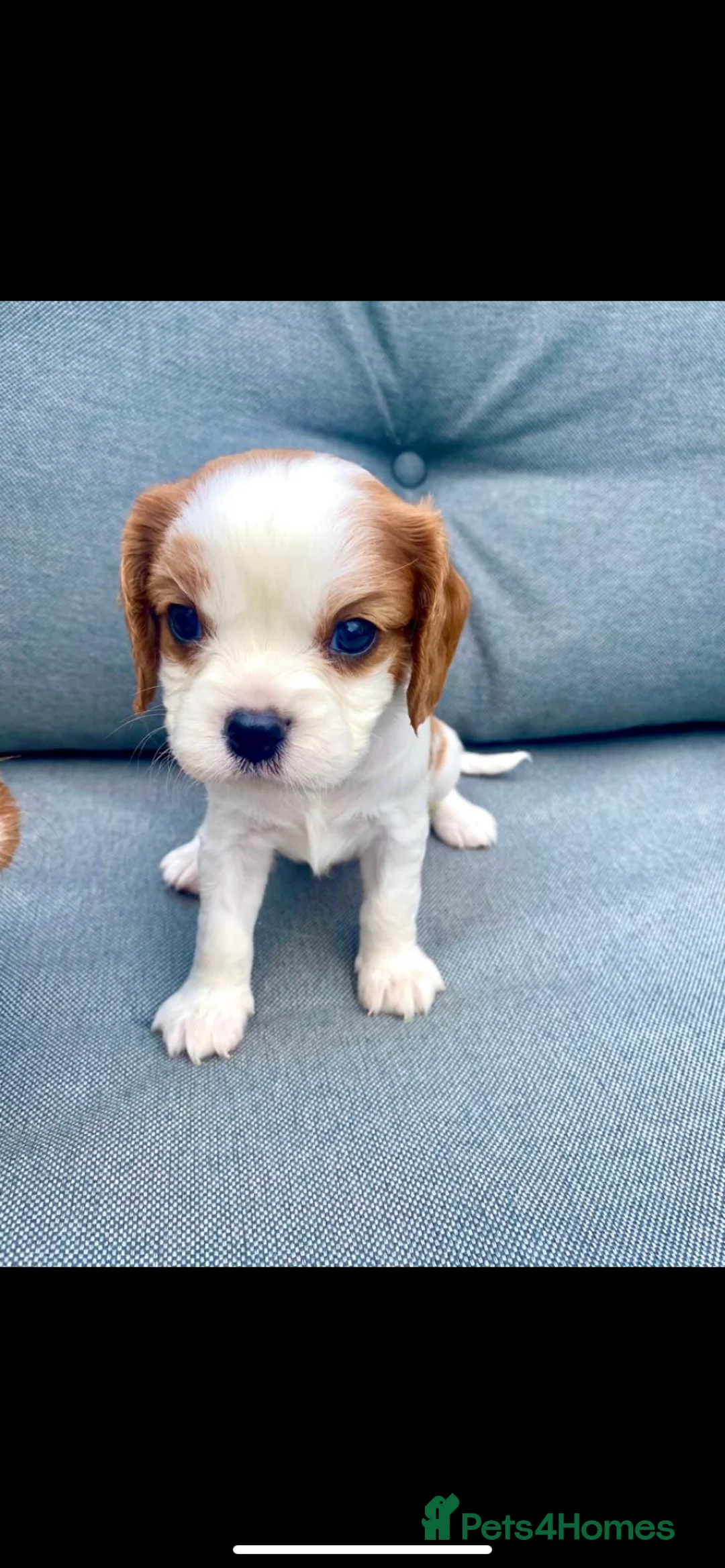 Cavalier King Charles Spaniel dogs for sale: Last girl remaining - Advert 7