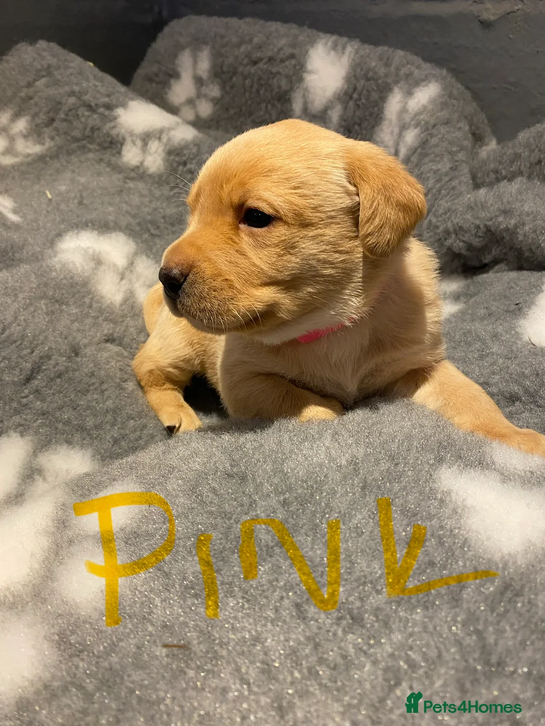 Labrador Retriever dogs for sale: Yellow/Fox Red Labrador puppies - Advert 18