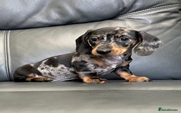 Dachshund dogs for sale: Miniature smooth haired Dachshund puppies  - Image 3