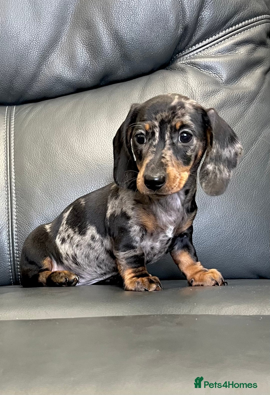 Dachshund dogs for sale: Miniature smooth haired Dachshund puppies  - Image 3