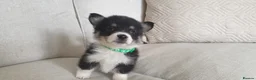 Welsh Corgi Pembroke dogs for sale: 8 Beautiful Kc Welsh Corgi puppies ready soon... - Advert 6