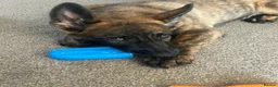 German Shepherd dogs for sale: Dutch herder X GSD  in Wakefield - Advert 7